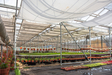 Modern greenhouse nursery or glasshouse, industrial horticulture, cultivation of seedlings of ornamental plants and flowers