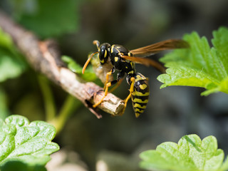 Wasp Feeding On Insect