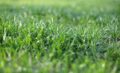 green grass background