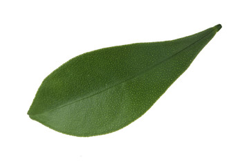 green leaf of kumquat isolated