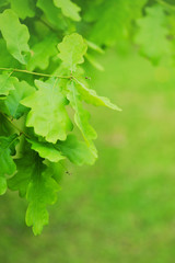 Nature background with branch of oak
