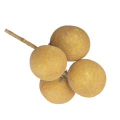 branch of longan isolated on white background