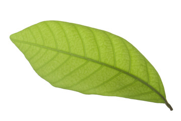 Fototapeta na wymiar green leaf of longan isolated on white background
