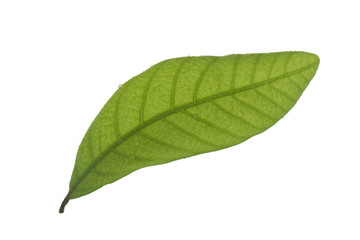 Obraz premium green leaf of longan isolated on white background