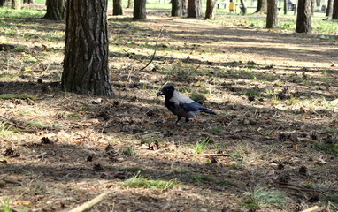 crow in the forest