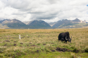 A Himalayan landscape with a yak grazing in Tibet