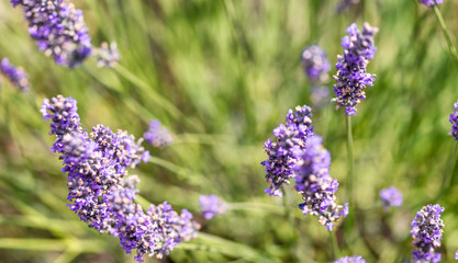 Close-up of a lavender meadow