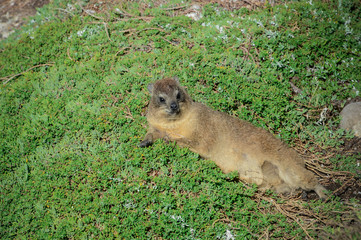 Daman en Afrique du Sud