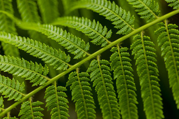 Detail of the fern leaves
