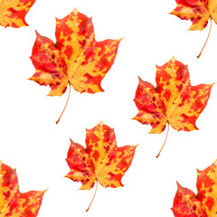 Seamless pattern with  autumn leaves. Background of maple orange  leaves.