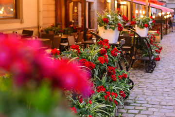 Fototapeta na wymiar A cozy restaurant in the evening is decorated with beautiful red flowers in pots