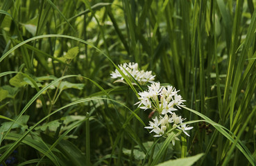 Flowers of wild garlic in the grass