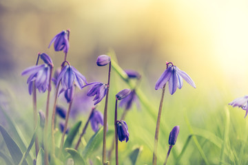 Frische Blumenwiese im Frühling, Blaustern