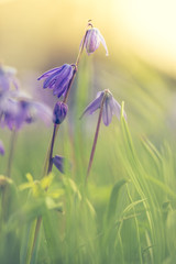 Frische Blumenwiese im Frühling, Blaustern