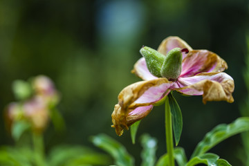 Common peony flower