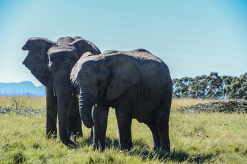 Fototapeta premium Eléphants dans une réserve en Afrique du Sud