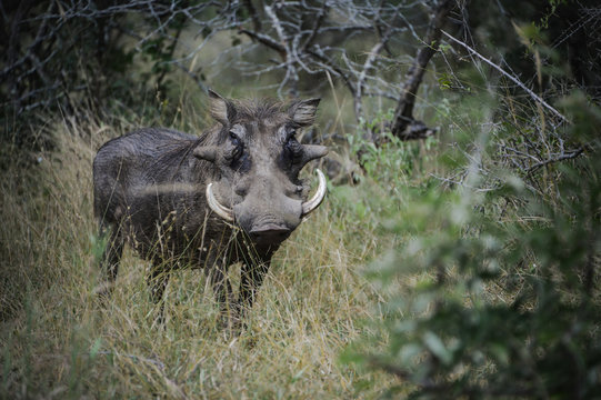 PumbaaBilder StockFotos & Videos. Adobe Stock