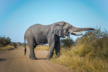 Fototapeta na wymiar Un éléphant mange dans une réserve en Afrique du Sud