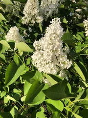 Photo sur Plexiglas Lilas Beau lilas blanc dans un parc d& 39 été
