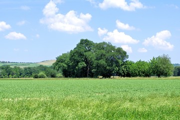 regione Marche,paesaggio,natura,cielo,alberi