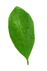 Fototapeta na wymiar green leaf of tangerine isolated on white background