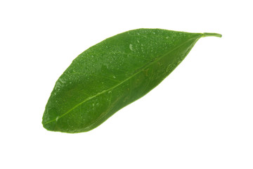 Fototapeta na wymiar green leaf of tangerine isolated on white background