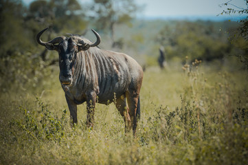 Gnou dans une réserve en Afrique du Sud