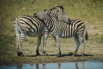 Fototapeta na wymiar Deux zèbres enlacés dans une réserve en Afrique du Sud