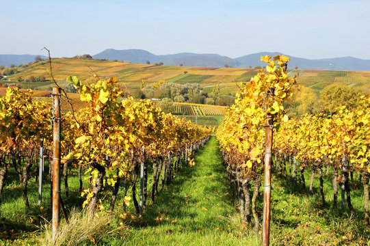 bunte Weinberge im Herbst in der Südpfalz mit weitem Blick zum Pfälzerwald
