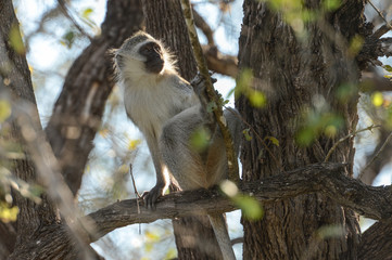 Singe dans une réserve en Afrique du Sud