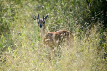 Naklejka na ściany i meble Springbok dans une réserve en Afrique du Sud