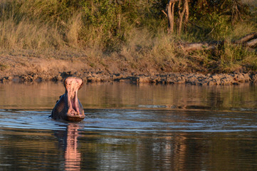 Hippopotame dans une réserve en Afrique du Sud