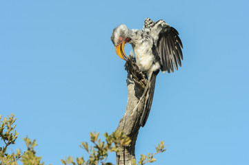 Calao à bec jaune dans une réserve en Afrique du Sud