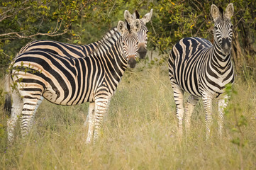 Fototapeta na wymiar Zèbres dans une réserve en Afrique du Sud
