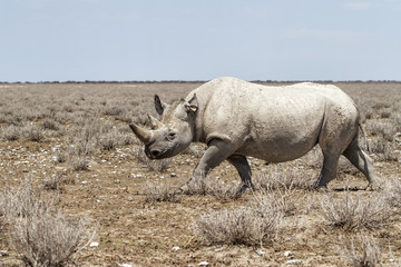 Black Rhino walking in a dry area in Etosha National Park in Namibia