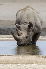 Muurstickers Black rhino drinking at a waterhole in the western part of Etosha National Park in Namibia © henk bogaard