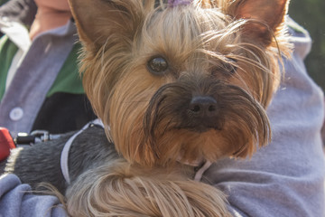 Naklejka premium Soft focus close small dog animal portrait