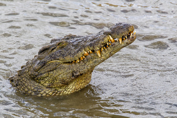 Crocodile in Erindi Private Game Reserve in Nambia