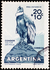 Andean Condor on vintage postage stamp of Argentina
