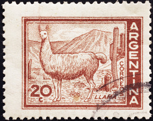 Llama on old american postage stamp