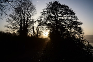 Sunrise between trees