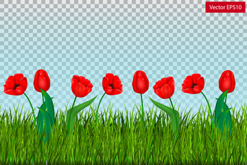 green grass with red tulips isolated on transparent background. Vector