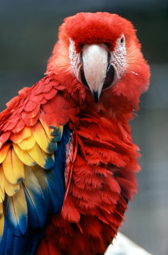 Scarlet Macaw