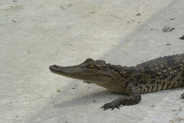 close of of fresh water crocodile.