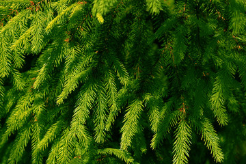 background of fir branches