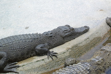 close of of fresh water crocodile.