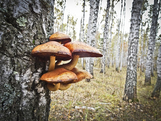Fairy mushrooms in the birch forest