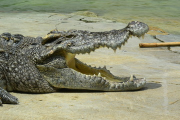 close up of salt water crocodile.