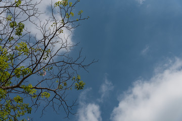 The branches are left and the sky is clouded.