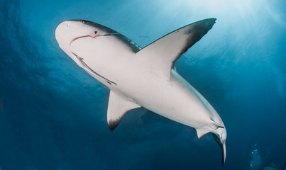 Caribbean reef shark